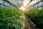 Le chanvre : histoire, culture et particularités d’une plante aux multiples usages